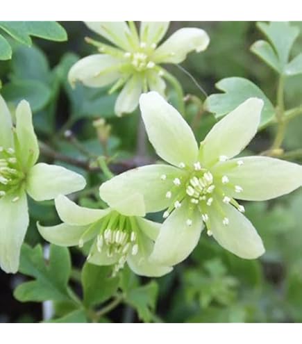 Amazon.co.jp: 正規品ラベル付き 人気品種クレマチス ホワイトライト 2